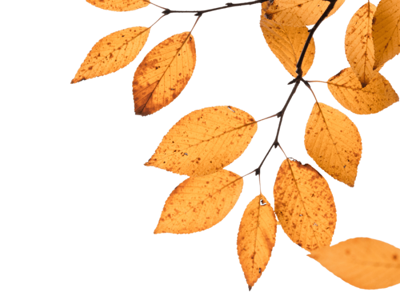 Signs That Life Is Changing in the Season of Fall